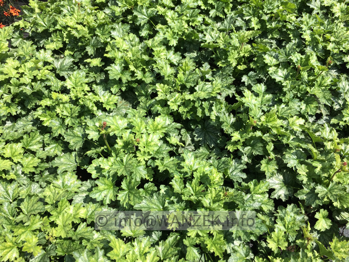 Heuchera Hybride Paris 01.JPG